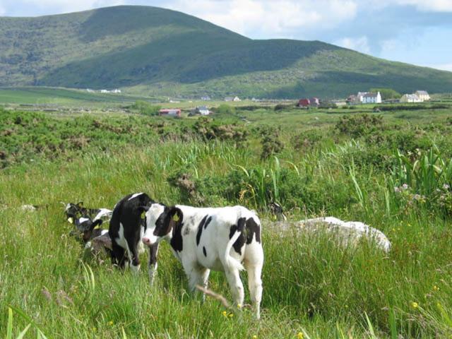 Coill An Rois B&B Ballydavid Exteriér fotografie